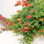 Campsis radicans - trumpet vine